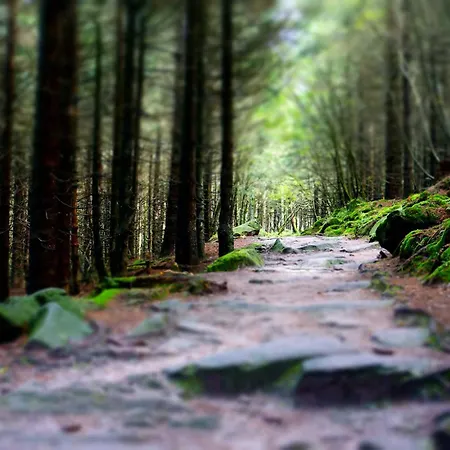 Schwarzwaldfreude Διαμέρισμα *